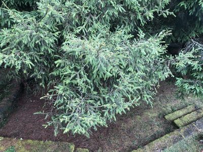 Picea morrisonicola, photographed by Cheng-Tao Lin