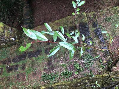 Salix fulvopubescens, photographed by Cheng-Tao Lin
