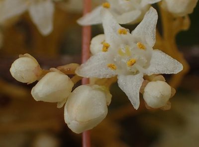 Cuscuta africana, photographed by Nicola van Berkel