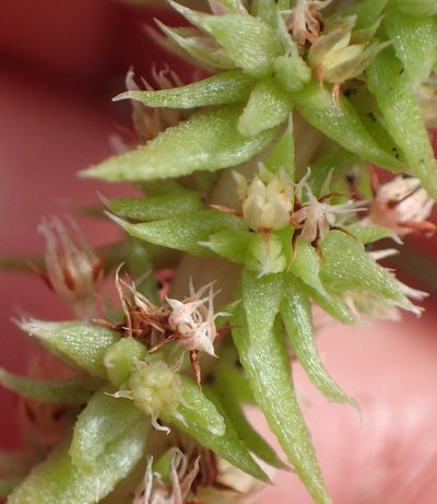 Crassula campestris, photographed by Nicola van Berkel