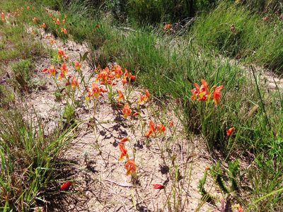 Gladiolus alatus, photographed by linkie