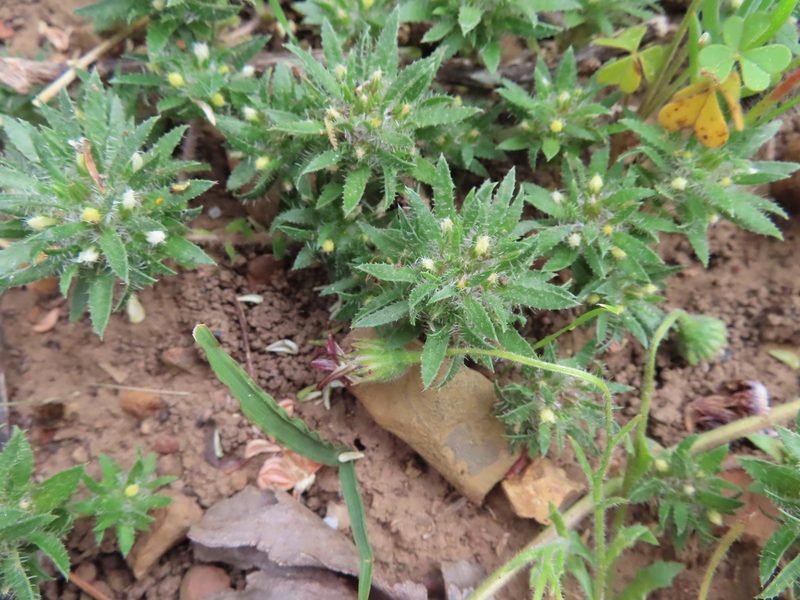 Treichelia dodii, photographed by linkie