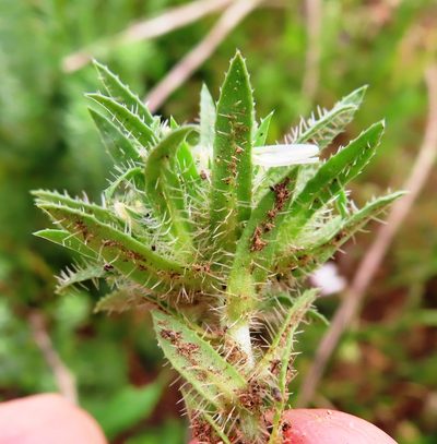 Treichelia dodii, photographed by linkie