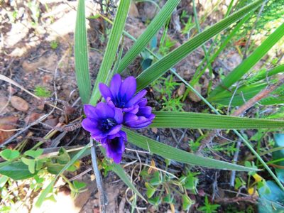 Babiana angustifolia, photographed by linkie