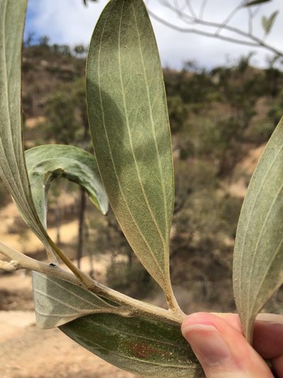 Acacia holosericea, photographed by elawrey