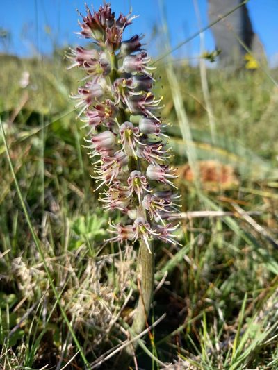 Lachenalia nervosa, photographed by kevin koen