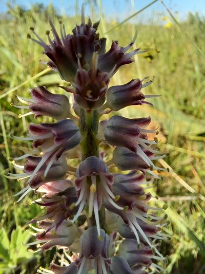 Lachenalia nervosa, photographed by kevin koen