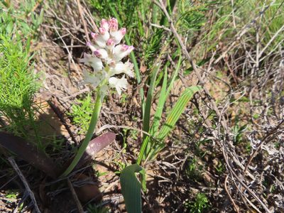Lachenalia pallida, photographed by linkie