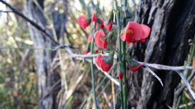 Sphaerolobium grandiflorum, photographed by Helium Luo