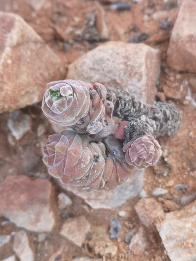 Crassula columella, photographed by leandra-k_89