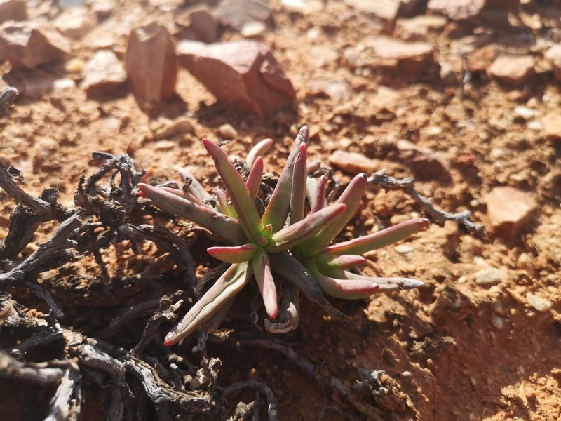 Crassula macowaniana, photographed by leandra-k_89