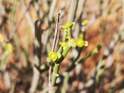 Euphorbia ephedroides, photographed by leandra-k_89