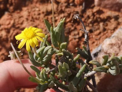Crassothonna sedifolia, photographed by leandra-k_89