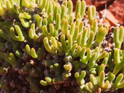 Meyerophytum meyeri, photographed by leandra-k_89
