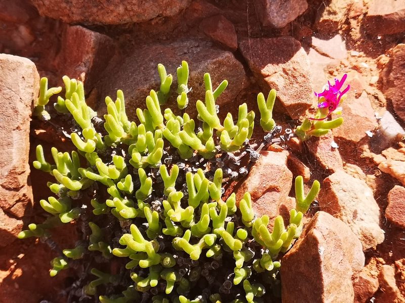Meyerophytum meyeri, photographed by leandra-k_89