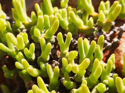 Meyerophytum meyeri, photographed by leandra-k_89