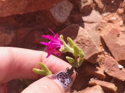 Meyerophytum meyeri, photographed by leandra-k_89