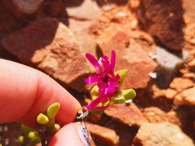 Meyerophytum meyeri, photographed by leandra-k_89