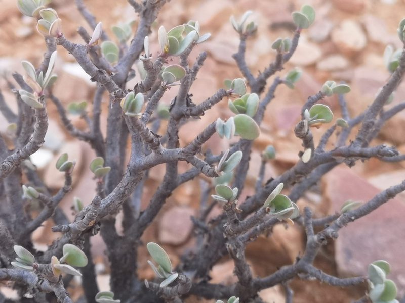 Othonna lasiocarpa, photographed by leandra-k_89