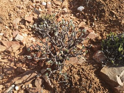 Othonna lasiocarpa, photographed by leandra-k_89