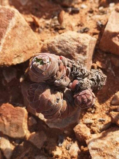 Crassula columella, photographed by leandra-k_89