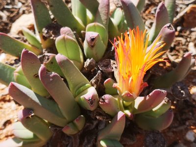 Cheiridopsis robusta, photographed by leandra-k_89