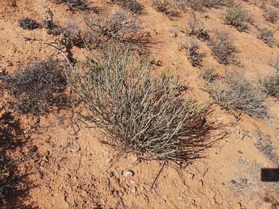 Euphorbia ephedroides, photographed by leandra-k_89