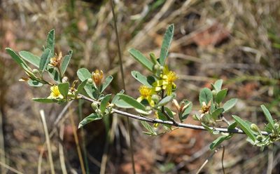 Grewia flava, photographed by Hildegard Klein