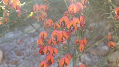 Daviesia incrassata, photographed by Helium Luo