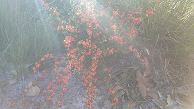 Daviesia incrassata, photographed by Helium Luo