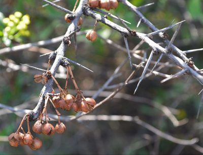 Gymnosporia glaucophylla, photographed by Hildegard Klein