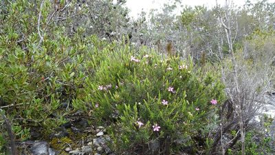 Acmadenia densifolia, photographed by Paul Emms