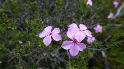 Acmadenia densifolia