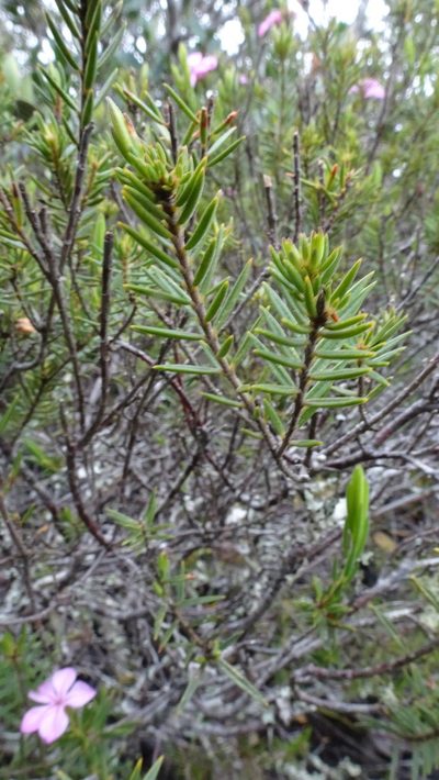 Acmadenia densifolia, photographed by Paul Emms