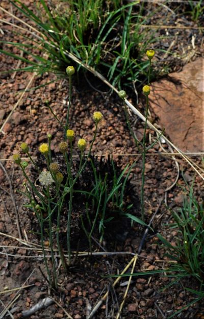 Nolletia rarifolia, photographed by Hildegard Klein