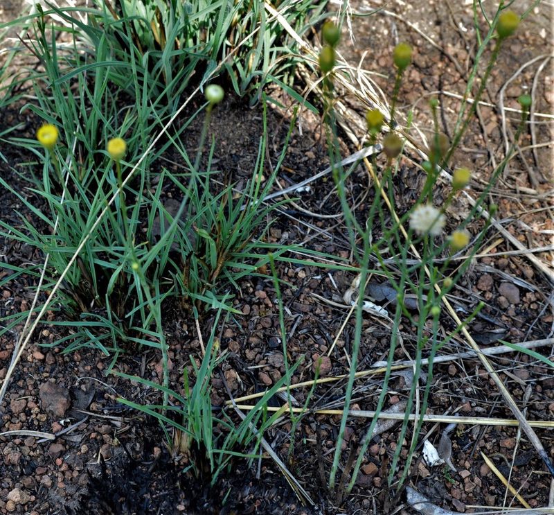 Nolletia rarifolia, photographed by Hildegard Klein
