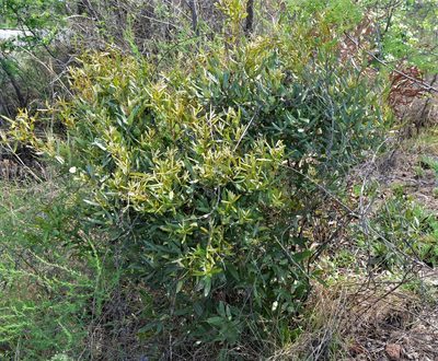 Euclea crispa, photographed by Hildegard Klein