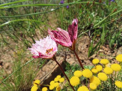 Monsonia speciosa, photographed by linkie