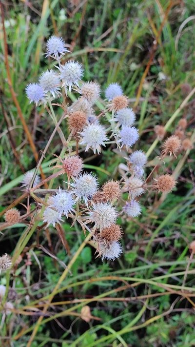 Eryngium aquaticum, photographed by Scott Allen Davis