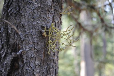 Arceuthobium americanum, photographed by Annie Evankow