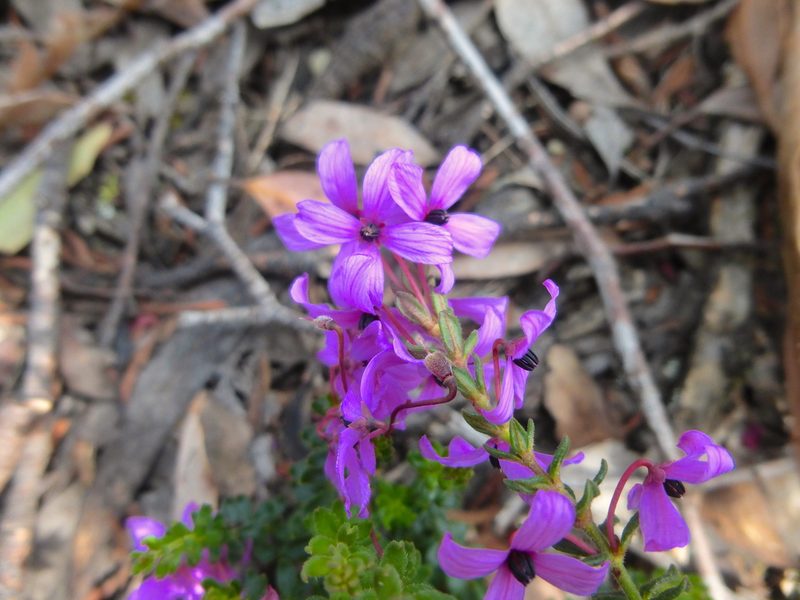 Tetratheca bauerifolia, photographed by Kiri Bee