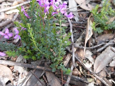 Tetratheca bauerifolia, photographed by Kiri Bee
