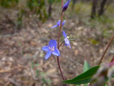 Veronica perfoliata, photographed by Kiri Bee