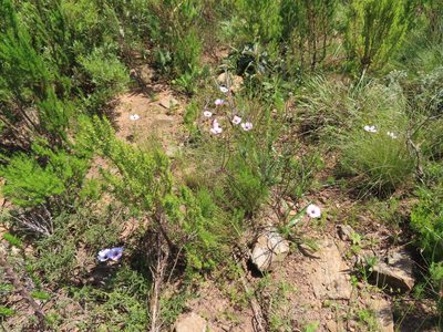 Monsonia speciosa, photographed by linkie