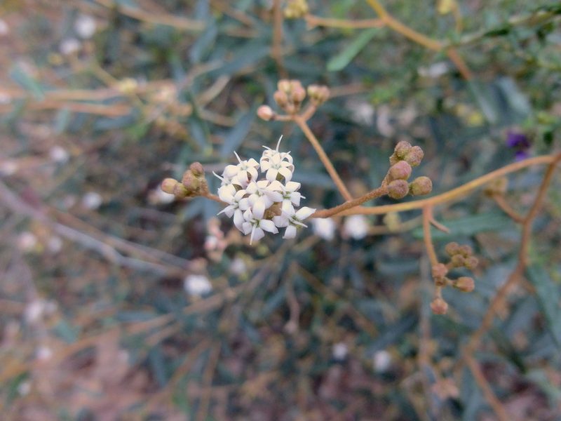 Astrotricha ledifolia, photographed by Kiri Bee