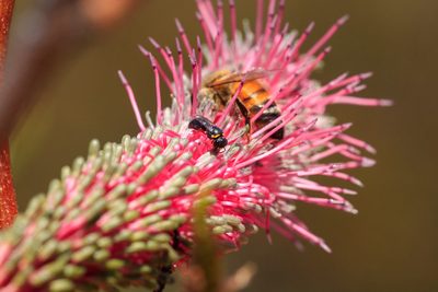 Grevillea petrophiloides, photographed by Cal Wood