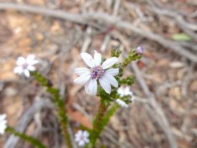 Olearia minor, photographed by Kiri Bee