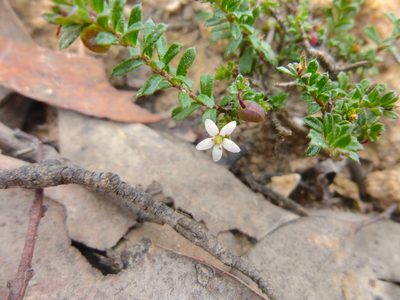 Rhytidosporum procumbens, photographed by Kiri Bee