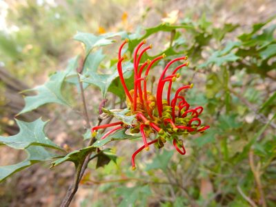 Grevillea steiglitziana, photographed by Kiri Bee