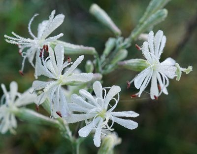 Silene multiflora, photographed by Patrick Hacker